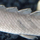 Illustration for article titled Futuristic Dinosaur Eel Fish Armor Would Protect Soldiers With Scales, Sans Smelly Odors